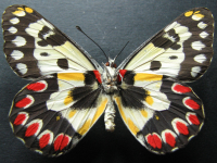 Adult Female Under of Spotted Jezebel - Delias aganippe
